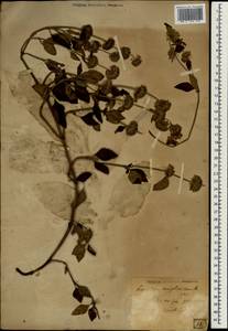Lamiaceae, South Asia, South Asia (Asia outside ex-Soviet states and Mongolia) (ASIA) (Japan)