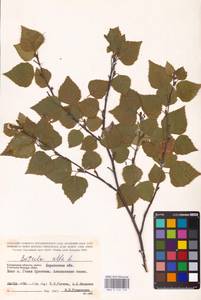 Betula pubescens Ehrh., Eastern Europe, South Ukrainian region (E12) (Ukraine)