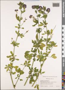 Medicago sativa L., Siberia, Western Siberia (S1) (Russia)