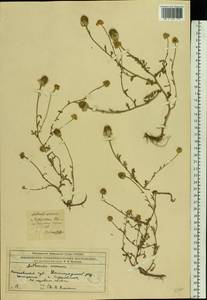 Anthemis arvensis L., Eastern Europe, Moscow region (E4a) (Russia)