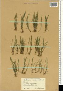 Catapodium rigidum (L.) C.E.Hubb., Crimea (KRYM) (Russia)