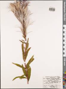 Epilobium parviflorum Schreb., Eastern Europe, Central region (E4) (Russia)