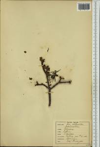 Acer platanoides L., Eastern Europe, North-Western region (E2) (Russia)