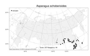 Asparagus schoberioides Kunth, Atlas of the Russian Flora (FLORUS) (Russia)