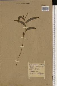Cephalanthera rubra (L.) Rich., Eastern Europe, Belarus (E3a) (Belarus)