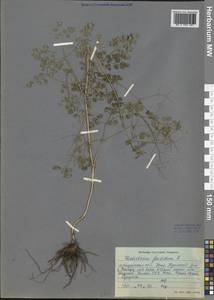 Thalictrum foetidum L., Siberia, Baikal & Transbaikal region (S4) (Russia)