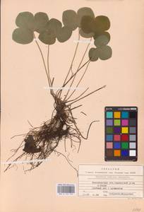 Hepatica nobilis Schreb., Eastern Europe, Central region (E4) (Russia)