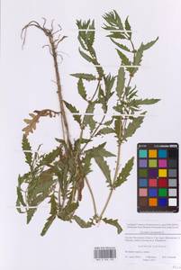 Lycopus europaeus L., Eastern Europe, Moscow region (E4a) (Russia)