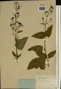 Scrophularia nodosa L., Eastern Europe, Moscow region (E4a) (Russia)