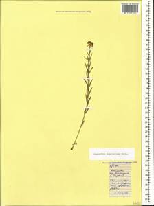 Euphorbia seguieriana Neck., Caucasus, Dagestan (K2) (Russia)