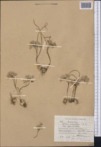 Allium oreophilum C.A.Mey., Middle Asia, Western Tian Shan & Karatau (M3) (Kyrgyzstan)