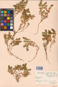 Honckenya peploides (L.) Ehrh., Eastern Europe, North-Western region (E2) (Russia)