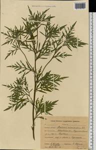 Ambrosia artemisiifolia L., Eastern Europe, Central forest region (E5) (Russia)