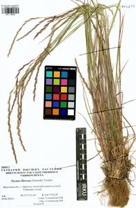 Elymus fibrosus (Schrenk) Tzvelev, Siberia, Baikal & Transbaikal region (S4) (Russia)