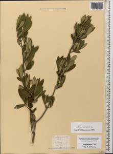 Olea europaea, Caucasus, Azerbaijan (K6) (Azerbaijan)