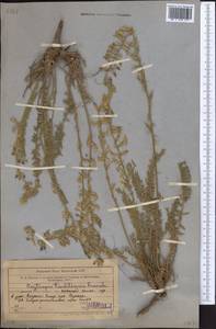 Oxytropis tachtensis Franch., Middle Asia, Western Tian Shan & Karatau (M3) (Uzbekistan)