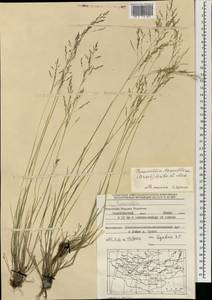 Puccinellia tenuiflora (Griseb.) Scribn. & Merr., Mongolia (MONG) (Mongolia)