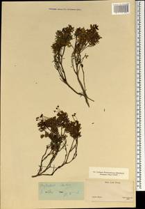 Phyllodoce aleutica (Spreng.) A. Heller, South Asia, South Asia (Asia outside ex-Soviet states and Mongolia) (ASIA) (Japan)