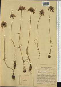 Allium paniculatum subsp. tenuiflorum (Ten.) K.Richt., Western Europe (EUR) (Croatia)