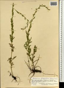 Artemisia freyniana (Pamp.) Krasch., Mongolia (MONG) (Mongolia)
