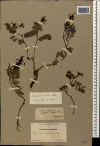 Glycyrrhiza aspera Pall., Caucasus, Dagestan (K2) (Russia)