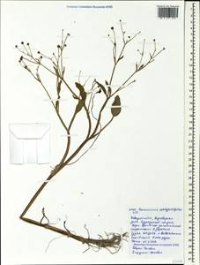 Ranunculus ophioglossifolius Vill., Caucasus, Black Sea Shore (from Novorossiysk to Adler) (K3) (Russia)