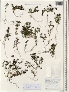 Asperula gracilis C.A.Mey., Caucasus, Stavropol Krai, Karachay-Cherkessia & Kabardino-Balkaria (K1b) (Russia)