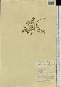 Thymus jenisseensis Iljin, Siberia, Altai & Sayany Mountains (S2) (Russia)