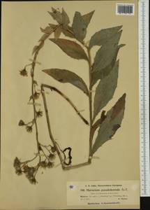 Hieracium neoplatyphyllum subsp. subboreale (Zahn), Western Europe (EUR) (Czech Republic)