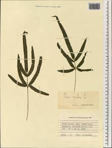 Pteris cretica L., South Asia, South Asia (Asia outside ex-Soviet states and Mongolia) (ASIA) (Vietnam)