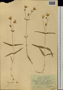 Dichodon maximum (L.) Á. Löve & D. Löve, Siberia, Yakutia (S5) (Russia)