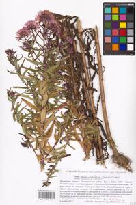 Symphyotrichum novae-angliae (L.) G. L. Nesom, Eastern Europe, Moscow region (E4a) (Russia)