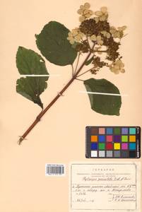 Hydrangea paniculata Siebold, Siberia, Russian Far East (S6) (Russia)