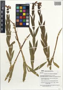 Physostegia ledinghamii (B.Boivin) P.D.Cantino, America (AMER) (Canada)