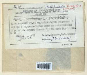 Pellia neesiana (Gottsche) Limpr., Bryophytes, Bryophytes - Krasnoyarsk Krai, Tyva & Khakassia (B17) (Russia)