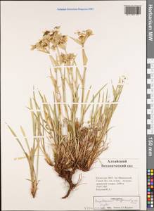 Bupleurum multinerve DC., Siberia, Western (Kazakhstan) Altai Mountains (S2a) (Kazakhstan)