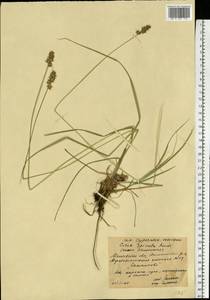 Carex spicata subsp. spicata, Eastern Europe, Moscow region (E4a) (Russia)