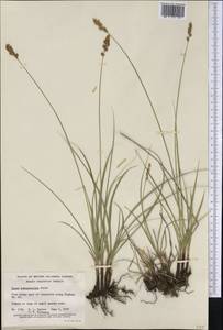 Carex praegracilis W.Boott, America (AMER) (Canada)