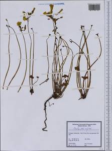 Oxalis pes-caprae L., Western Europe (EUR) (Portugal)