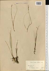 Carex livida (Wahlenb.) Willd., Eastern Europe, Northern region (E1) (Russia)