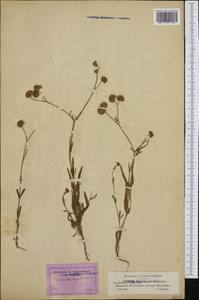 Valerianella coronata (L.) DC., Western Europe (EUR) (France)
