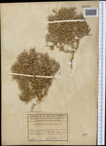 Halimocnemis villosa Kar. & Kir., Middle Asia, Syr-Darian deserts & Kyzylkum (M7) (Kazakhstan)