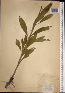 Oenothera biennis L., Siberia, Russian Far East (S6) (Russia)