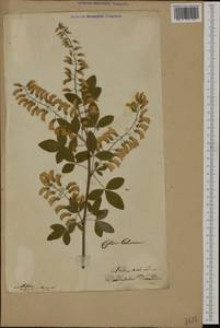 Laburnum anagyroides Medik., Botanic gardens and arboreta (GARD) (Lithuania)