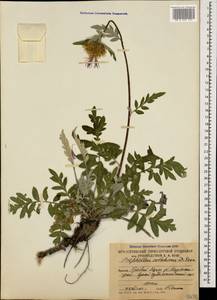 Psephellus colchicus Sosn., Caucasus, South Ossetia (K4b) (South Ossetia)
