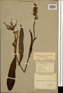 Dactylorhiza urvilleana (Steud.) H.Baumann & Künkele, Caucasus, Georgia (K4) (Georgia)