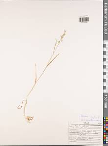 Bromus hordeaceus subsp. hordeaceus, Eastern Europe, Central region (E4) (Russia)