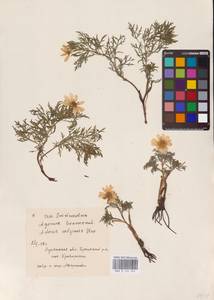 Adonis volgensis DC., Eastern Europe, North Ukrainian region (E11) (Ukraine)