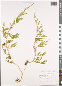 Spinulum annotinum subsp. alpestre (Hartm.) Uotila, Siberia, Baikal & Transbaikal region (S4) (Russia)