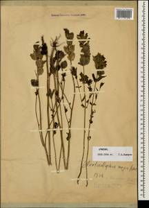 Rhinanthus serotinus var. vernalis (N. W. Zinger) Janch., Caucasus, Armenia (K5) (Armenia)